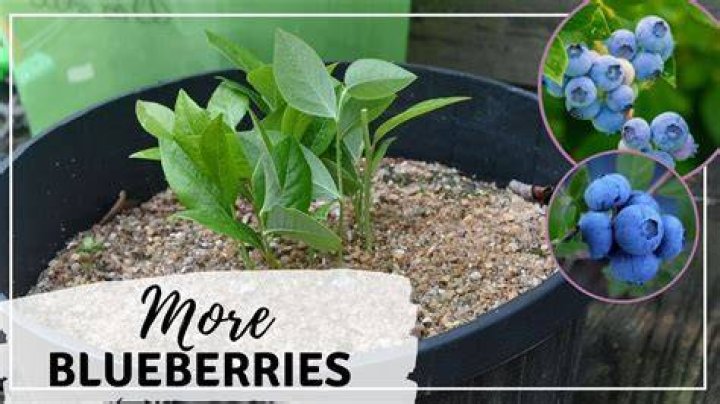 Aerogarden Blueberries - How To Discuss