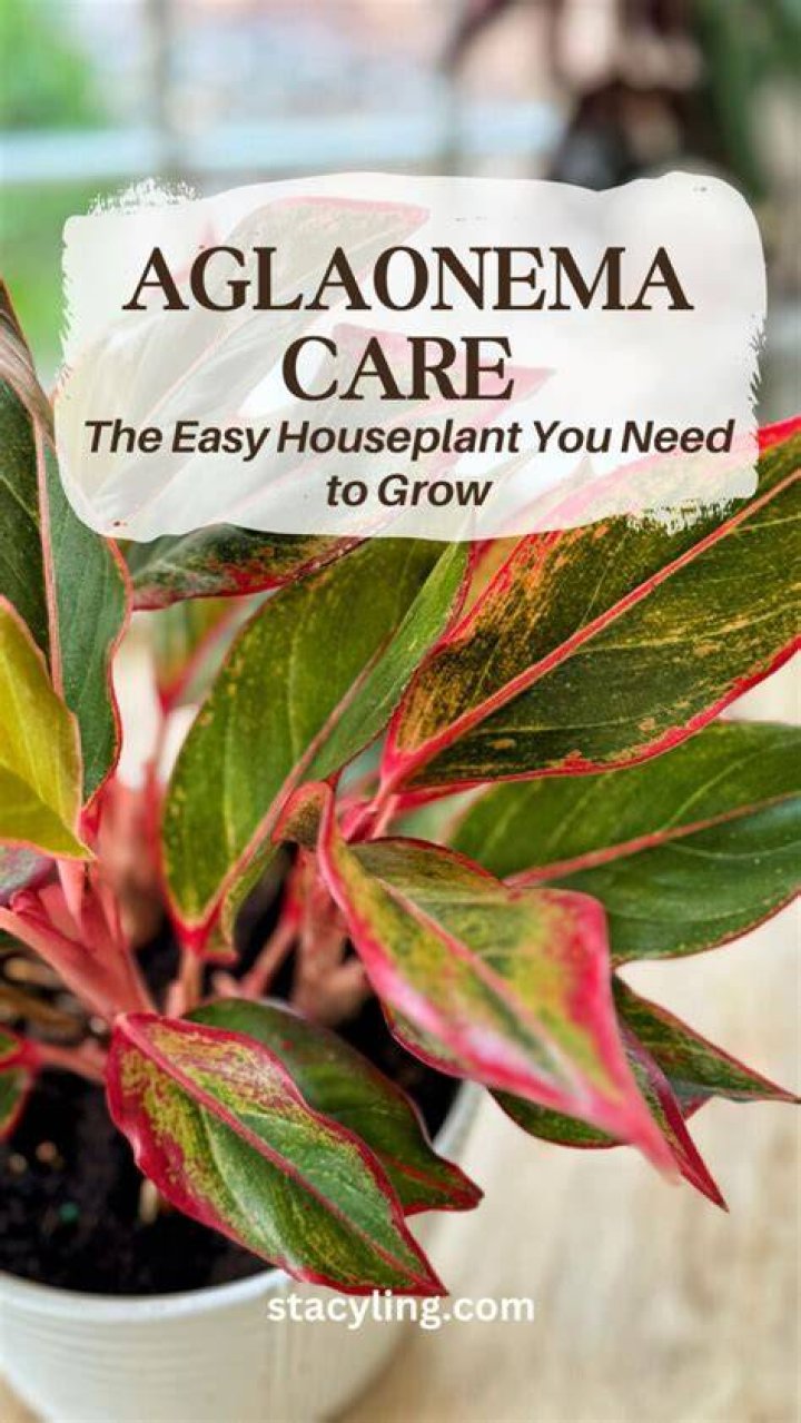 Aglaonema care - How To Discuss