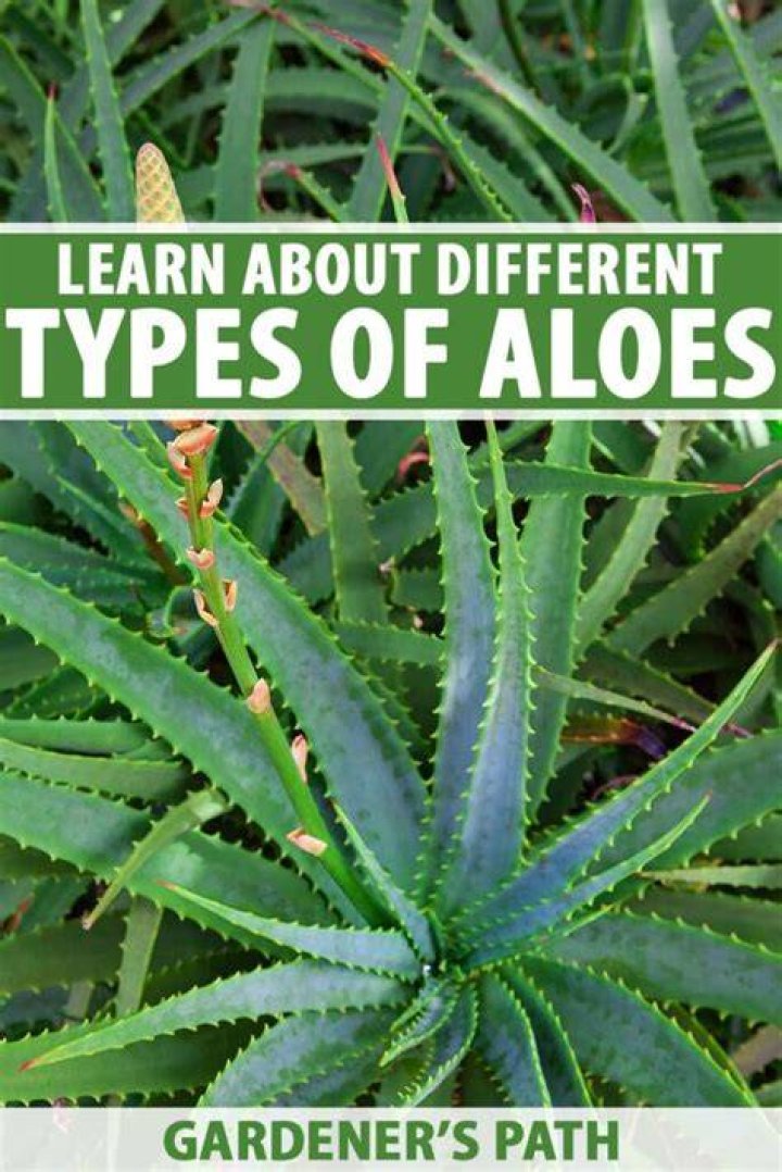 Aloe varieties - How To Discuss