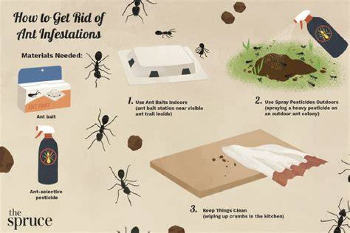 Ant infestation - How To Discuss