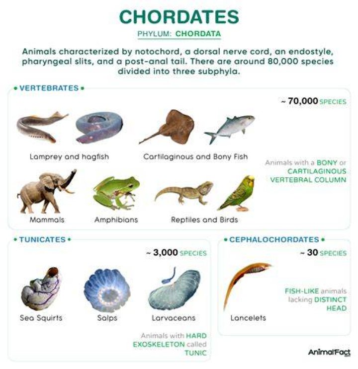 Are All Chordates Vertebrates - How To Discuss