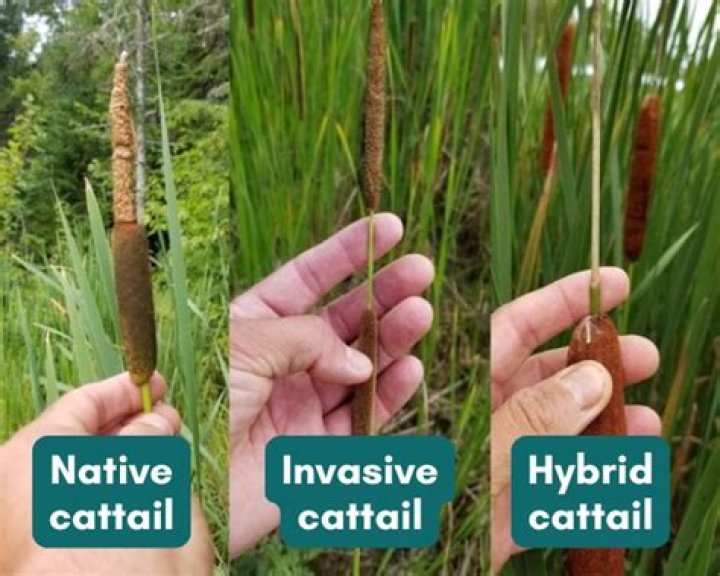 Are Cattails Poisonous - How To Discuss