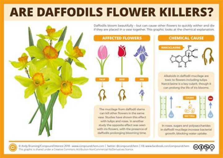 Are Daffodils Poisonous - How To Discuss