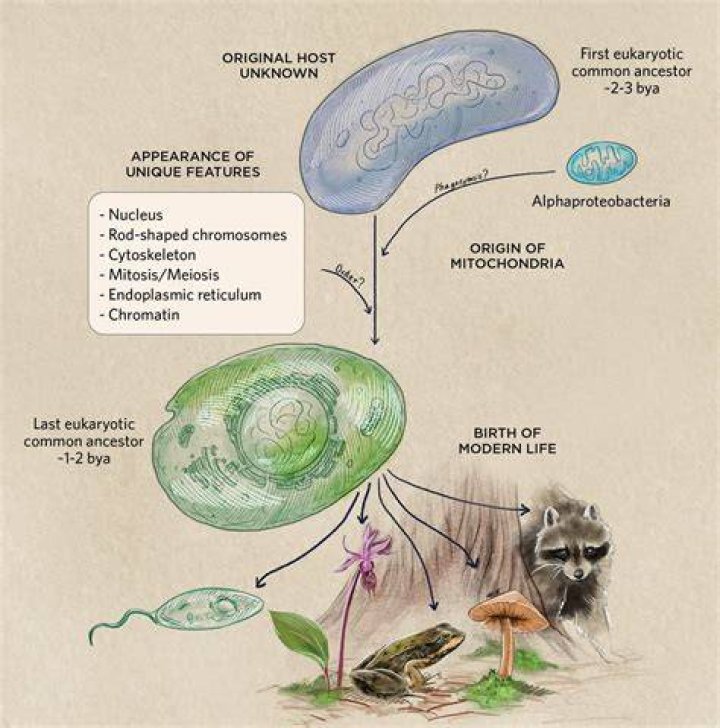 Are Plants Eukaryotic - How To Discuss