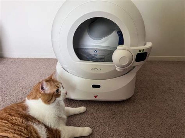 Automatic cat litter - How To Discuss