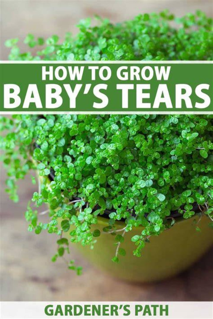 Baby Tears Plant - How To Discuss