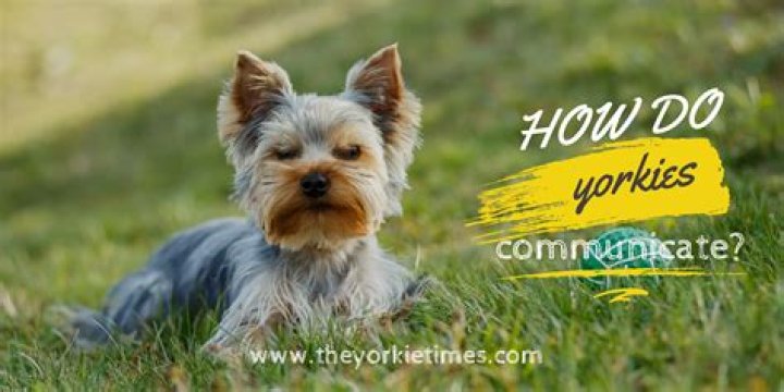Baby yorkies - How To Discuss