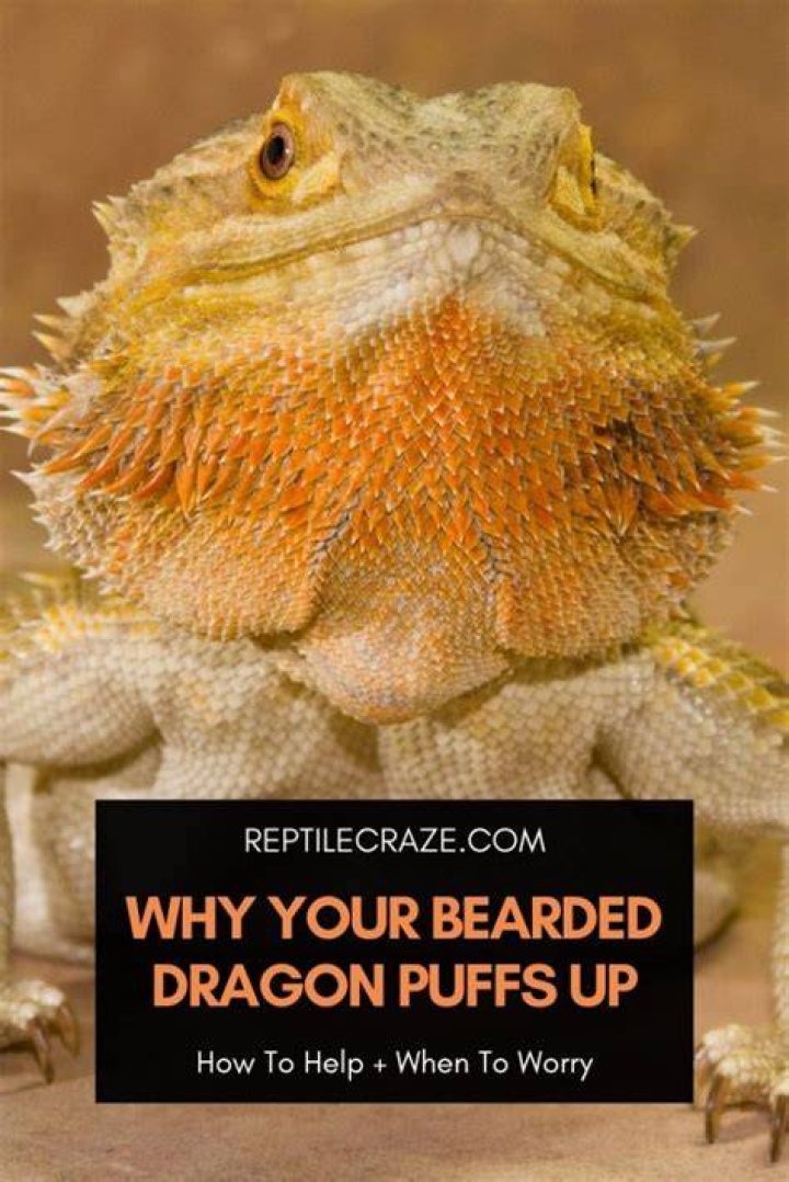 Bearded Dragon Puffed Up - How To Discuss