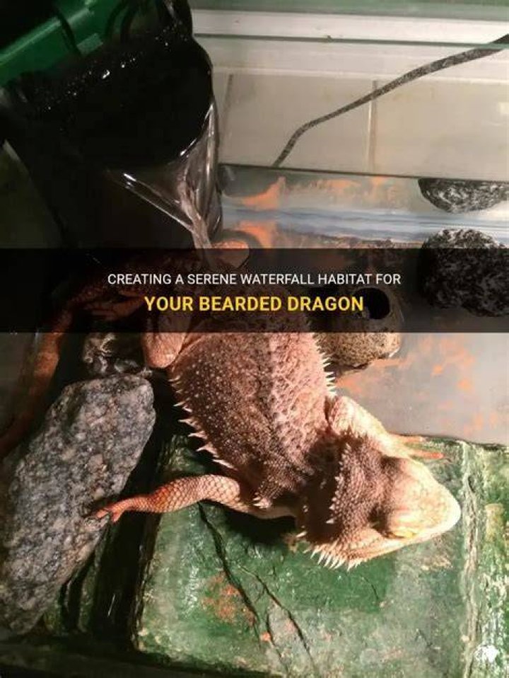Bearded Dragon Waterfall - How To Discuss