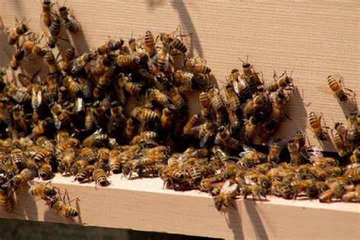 Bee Removal Anaheim - How To Discuss