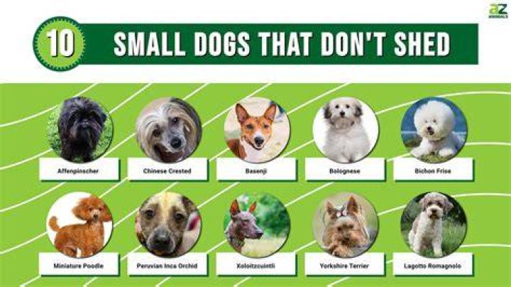 Best small dogs - How To Discuss