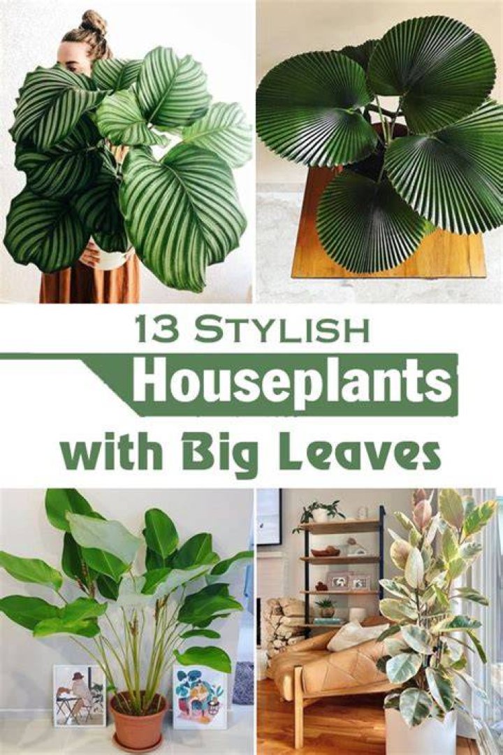 Big leaf house plants - How To Discuss