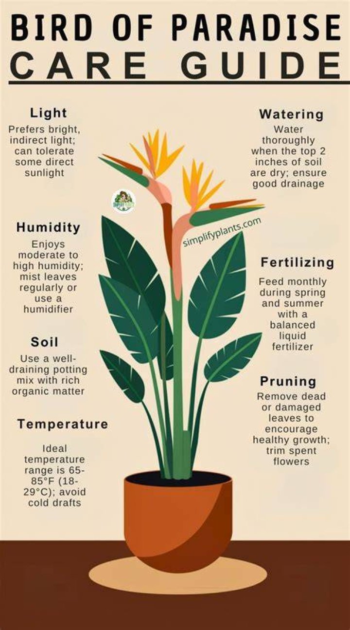 Bird of paradise plant care