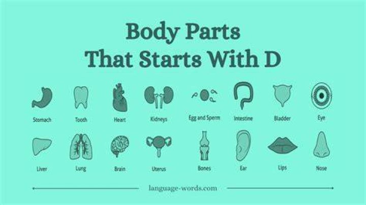 Body Part That Starts With D