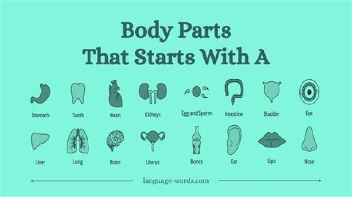 Body Parts Starting With A