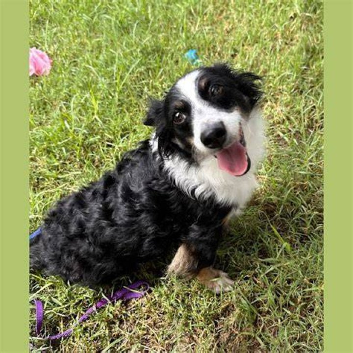 Border Collie Shih Tzu Mix