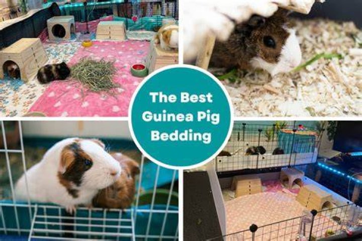 Bulk Guinea Pig Bedding - How To Discuss
