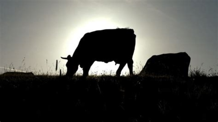 Can Cows See In The Dark