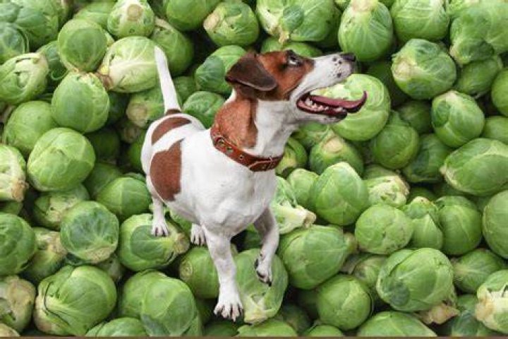 Can Dog Eat Brussels Sprout?