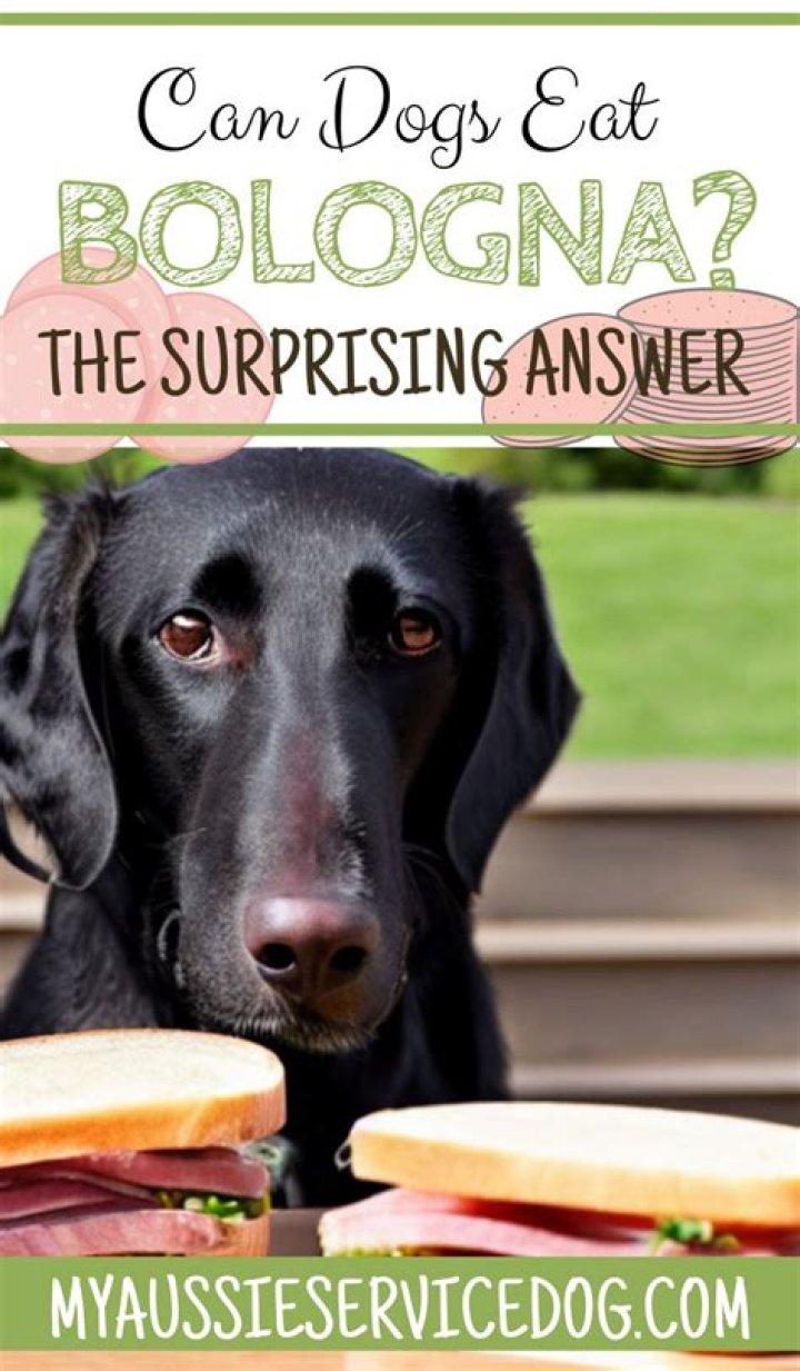 Can Dogs Eat Bologna - How To Discuss