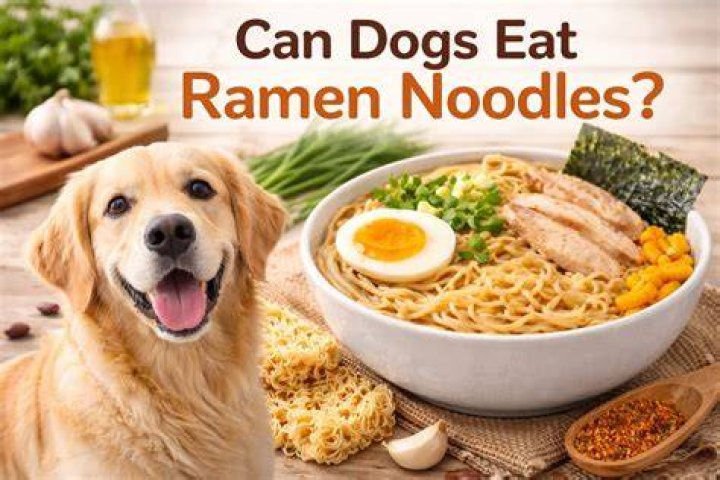 Can Dogs Eat Ramen Noodles