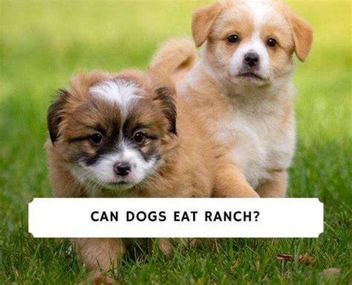 Can Dogs Eat Ranch - How To Discuss
