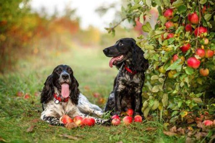 Can dogs have apples - How To Discuss