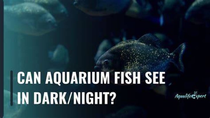 Can Fish See In The Dark