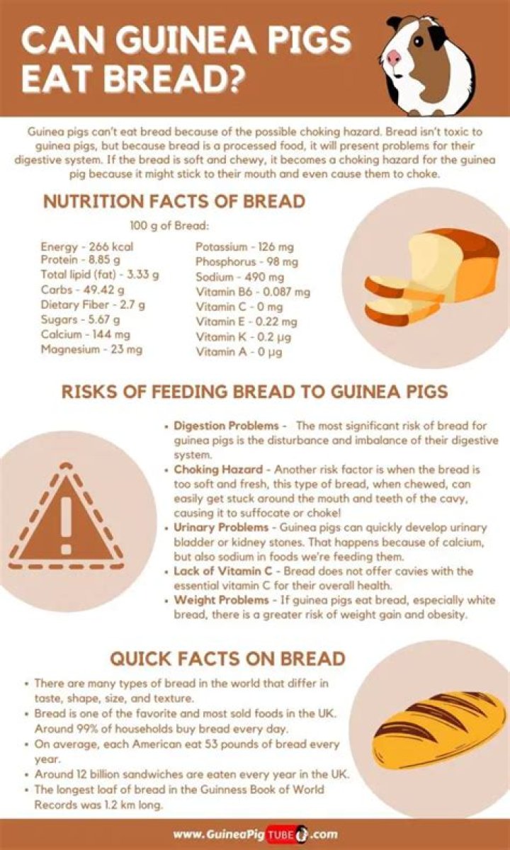 Can Guinea Pigs Eat Bread