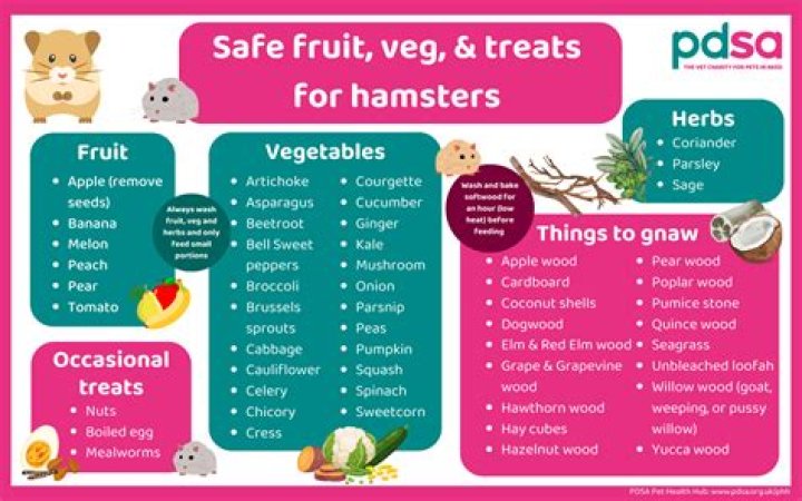 Can Hamsters Eat Cake - How To Discuss