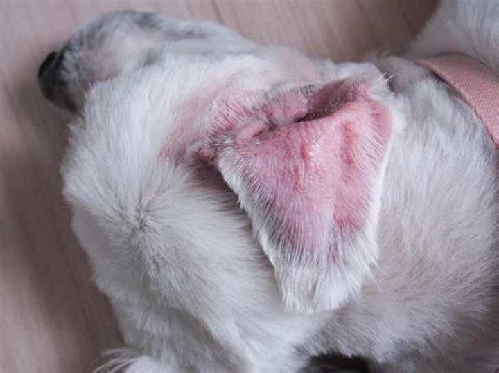 Can I Use Monistat In My Dogs Ears