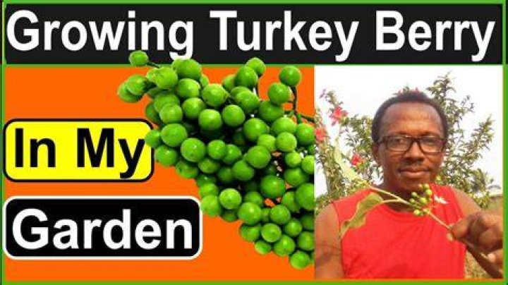 Can Turkey Berry Be Eaten Raw