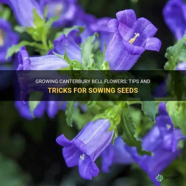 Canterbury bell flower - How To Discuss