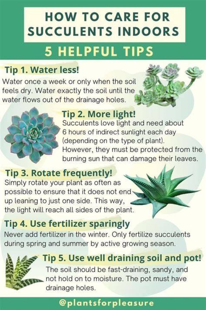 Caring for succulents indoors - How To Discuss