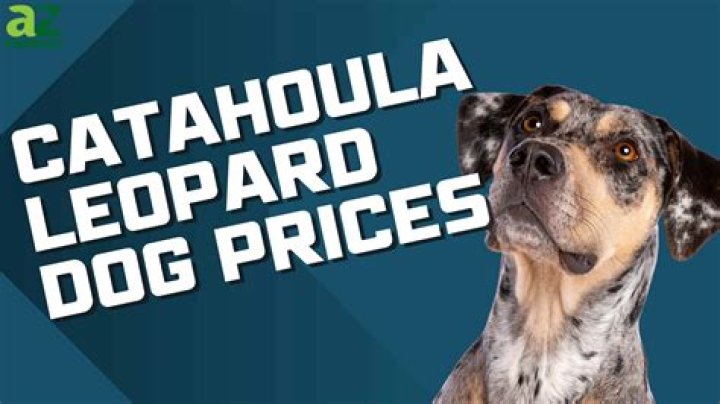 Catahoula Leopard Dog Cost - How To Discuss