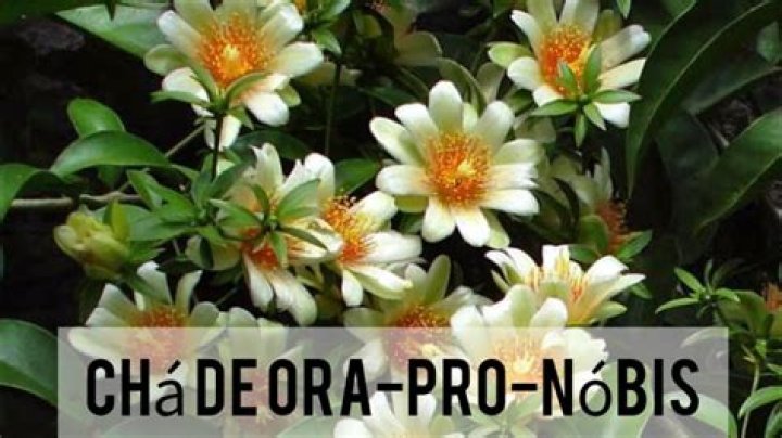 ChÃ¡ De OrÃ©gano Emagrece - How To Discuss