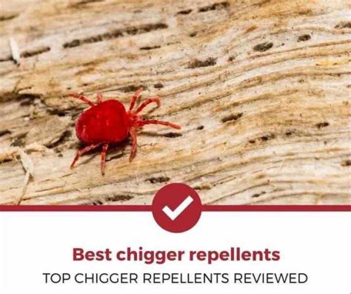 Chigger repellent - How To Discuss