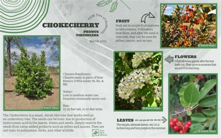Chokeberry tree - How To Discuss