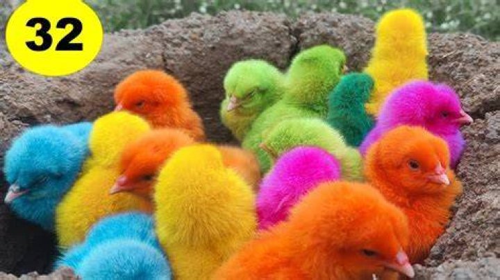 Colored Chicks - How To Discuss
