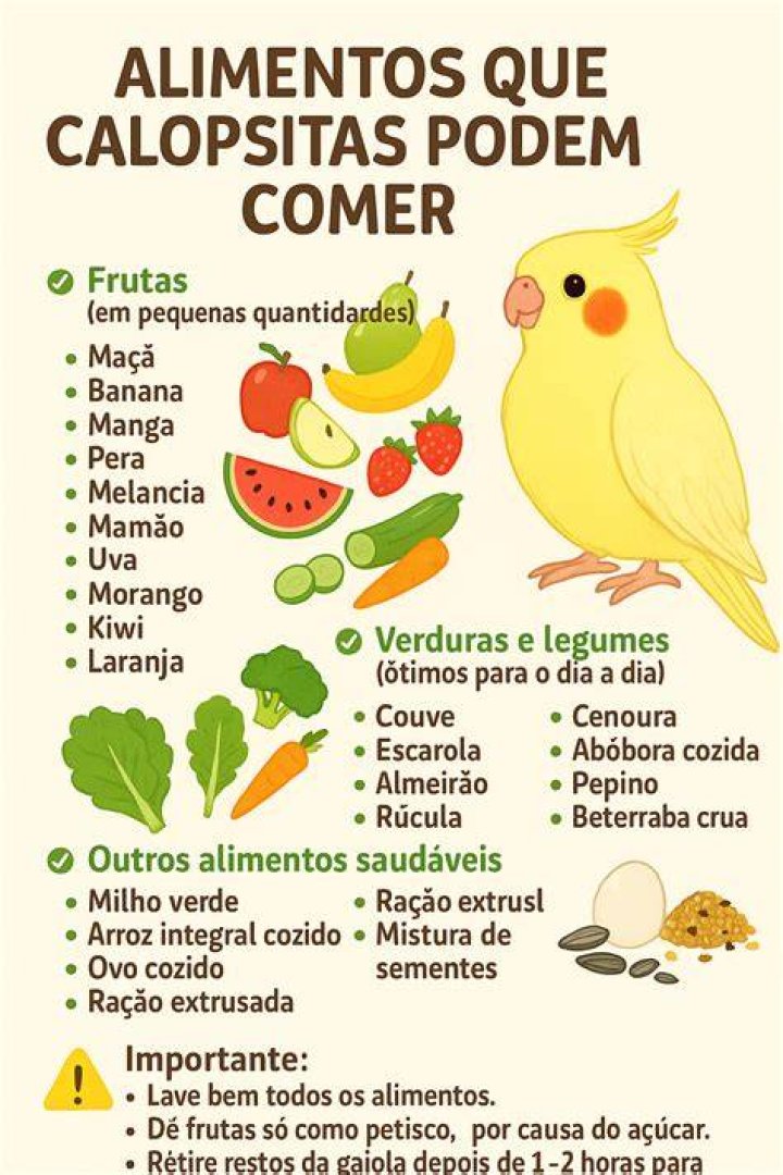 Comida De Calopsita - How To Discuss