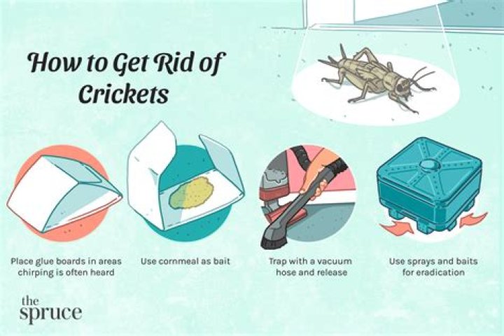 Crickets in house - How To Discuss