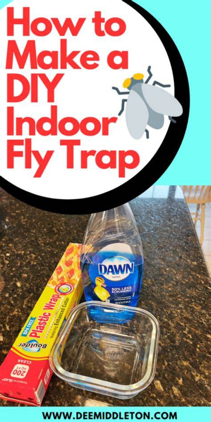 Diy fly trap indoor - How To Discuss