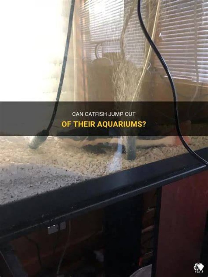 Do Catfish Jump - How To Discuss