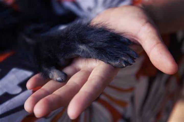 Do Monkeys Have Hands Or Paws