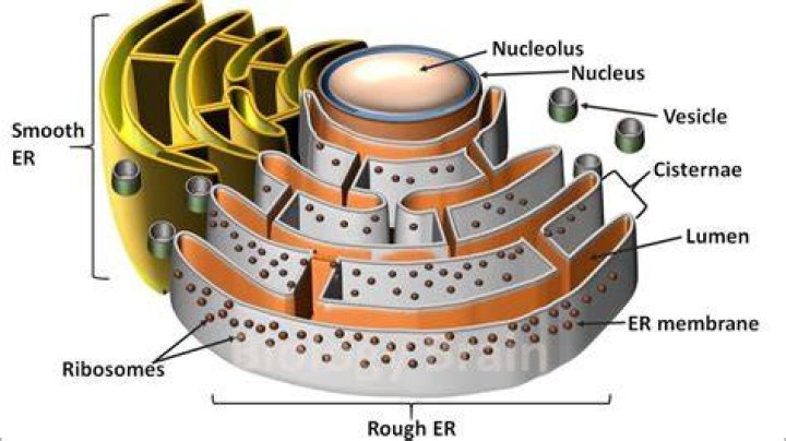 Do Prokaryotes Have Endoplasmic Reticulum