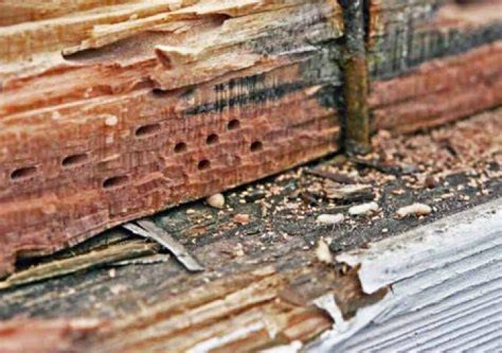 Does Treated Wood Prevent Termites