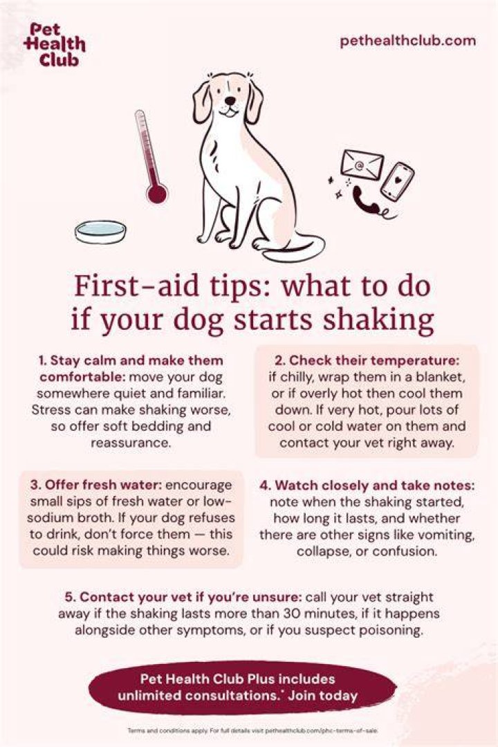 Dog Drooling and Shaking - How To Discuss