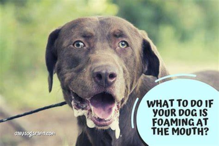 Dog Foaming At Mouth - How To Discuss