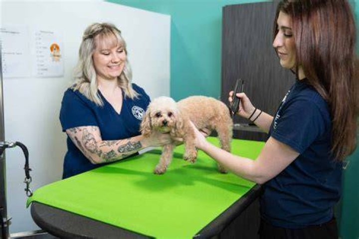 Dog groomer salary - How To Discuss
