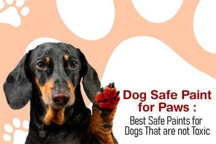 Dog Safe Paint - How To Discuss